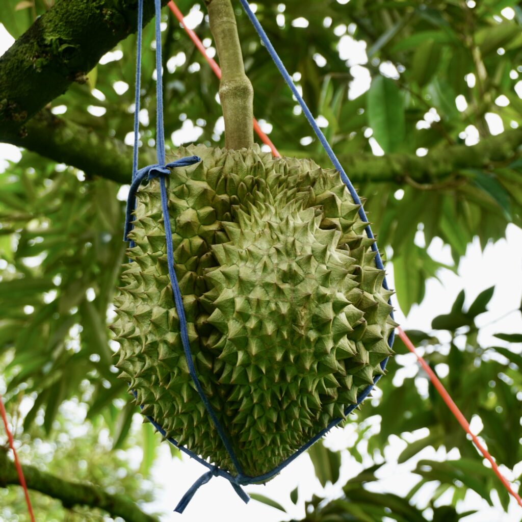 หมอนทองป่าละอู