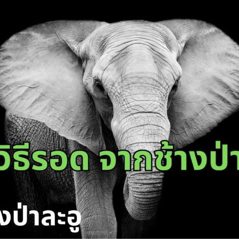 ช้างป่าละอู